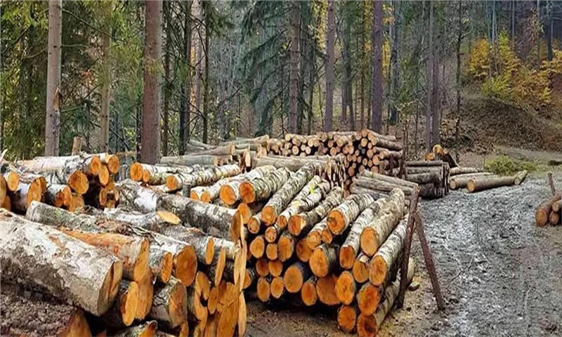 A Summary of the Global Forest Industry: 1H2024