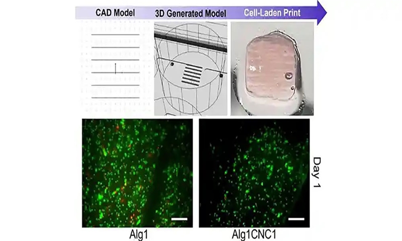 How cellulose nanocrystals advance 3D bioprinting without harming cells