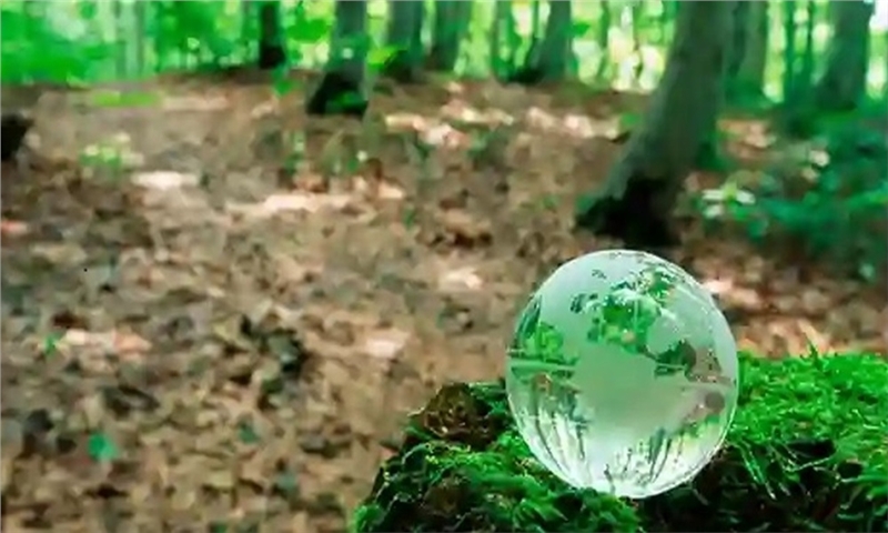 New report: the US, Canada, and Europe face diverging paths in softwood lumber