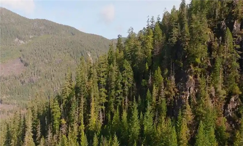B.C. to Test Three-Zone Forest Management Model