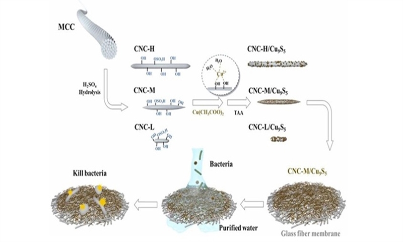 Cellulose nanocrystals for efficient removal of environmental contaminants (part 2)