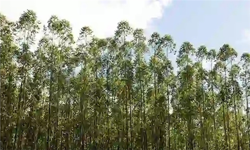 Suzano Elevates Biodiversity to Core Pulp Strategy