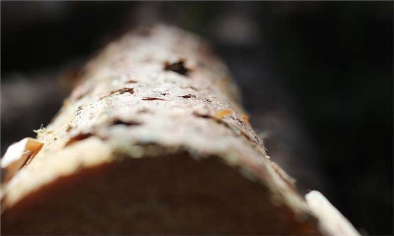 RYAM appoints new CEO