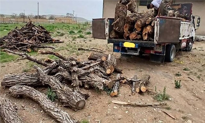 تشکیل۱۳ پرونده قاچاق چوب در چهارمحال و بختیاری