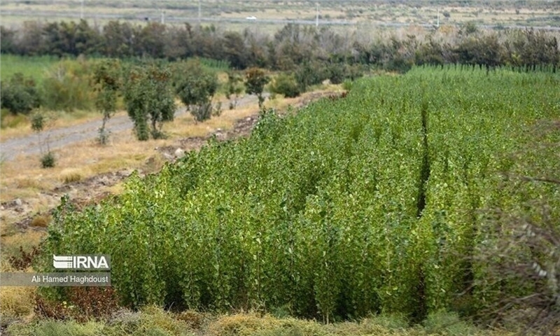 بیش از ۲ میلیون اصله نهال صنوبر در کردستان تولید شد