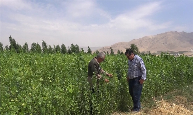 کشت بیش از ۴۰۰ هزار اصله نهال صنوبر در نهاوند