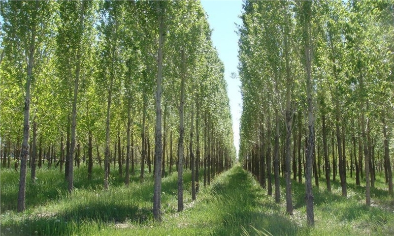 طرح زراعت چوب در قالب زنجیره ارزش و حفاظت از منابع طبیعی اجرایی شود