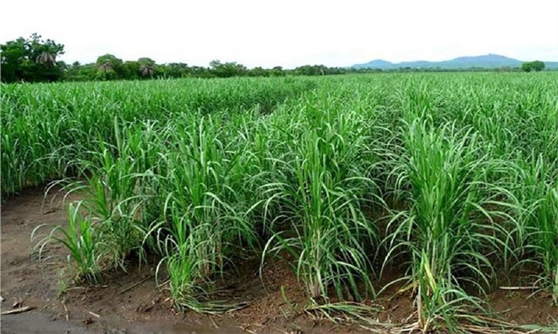 The attempts to establish a paper mill with the production capacity of 200 thousand tons of printing and writing paper