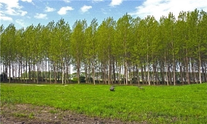 Industrial tree farming guarantees the boom in the Guilan cellulose industry.