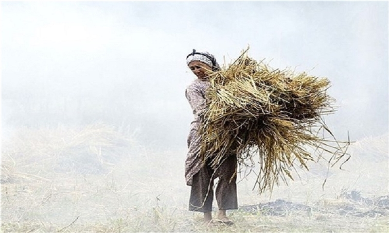 The criticism of the plan to produce paper using straw in the country / within another 15 years, cattle do not have straw to eat