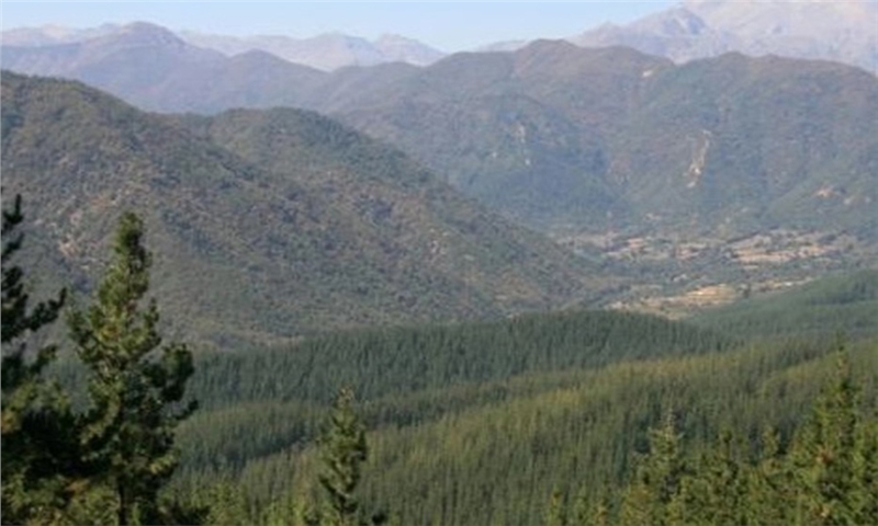 Webinar on Intensified Forestry