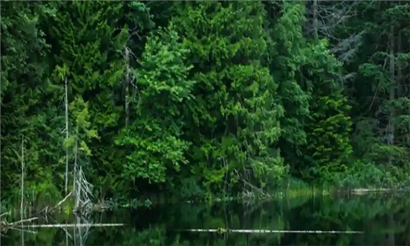 The Vital Role of the Forest Sector in the Canadian Economy