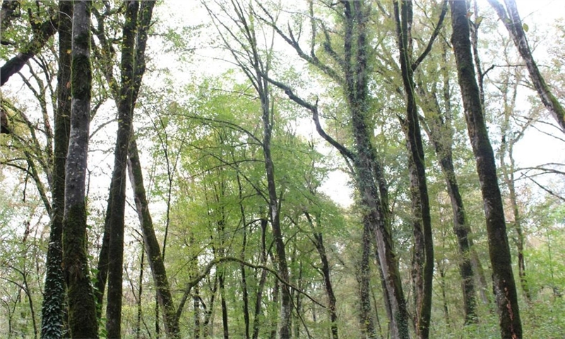 Metsä Board among only eight companies worldwide included in the CDP Triple A list