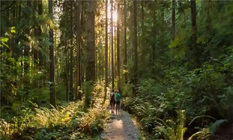 B.C. Launches New Forest Advisory Council to Guide Stewardship