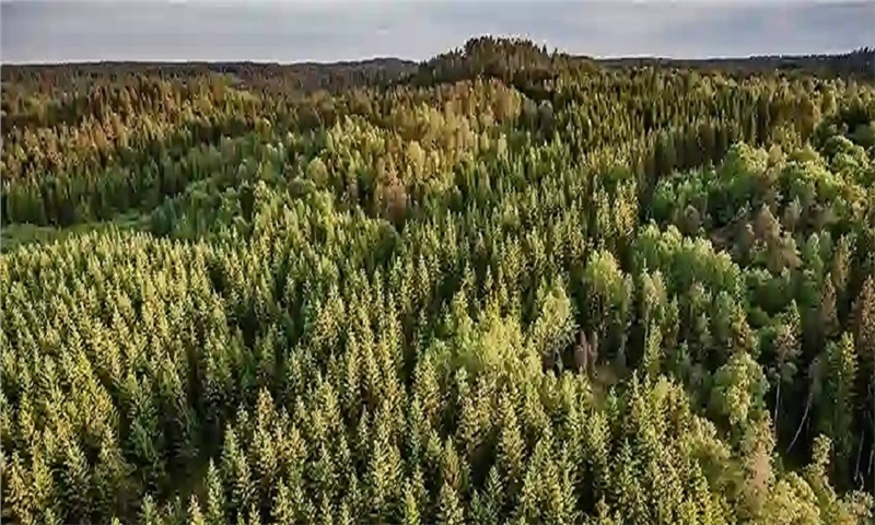 Stora Enso Sells 12.4% of Swedish Forest Assets for €900M