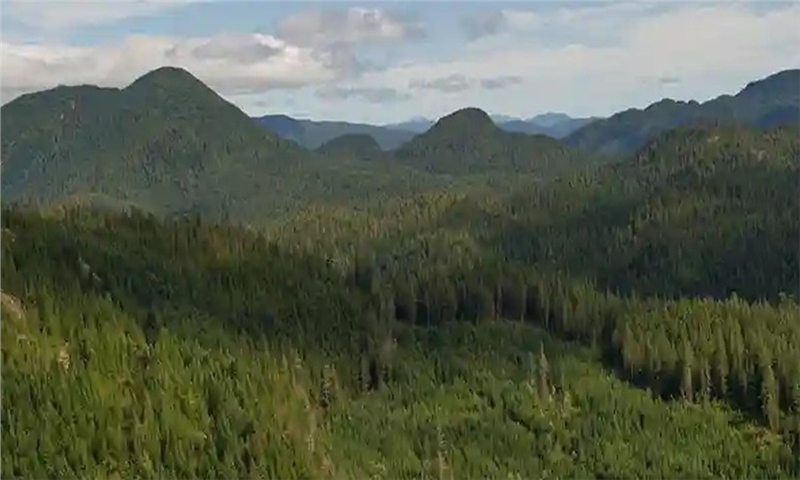 Coastal Forest Sector Faces Deepening Crisis, Coalition Warns