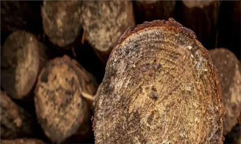 Biofuel Expansion Raises Land-Use Questions