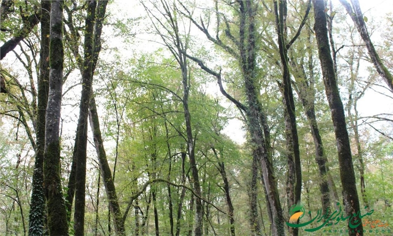 شرکت Metsä Board در میان تنها هشت شرکت در سراسر جهان قرار دارد که در فهرست Triple A سازمان CDP گنجانده شده‌اند.