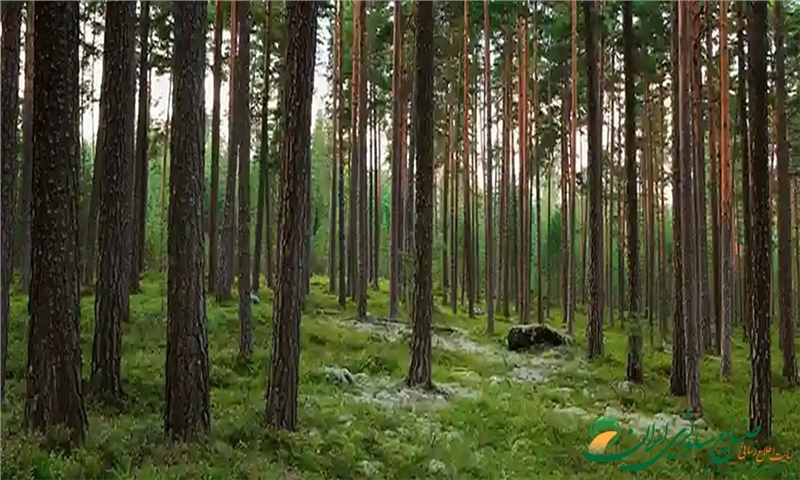استورا انسو و ماتریکس پک برای تولید بسته‌بندی فیبری همکاری می‌کنند