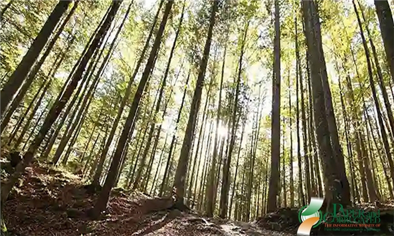 FPAC و AF&PA از جدیدترین مقررات اتحادیه اروپا درباره جنگل‌زدایی انتقاد کردند.