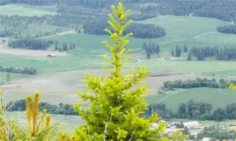 حضور FSC کانادا در مجمع عمومی انجمن جنگل‌های اجتماعی بریتیش کلمبیا