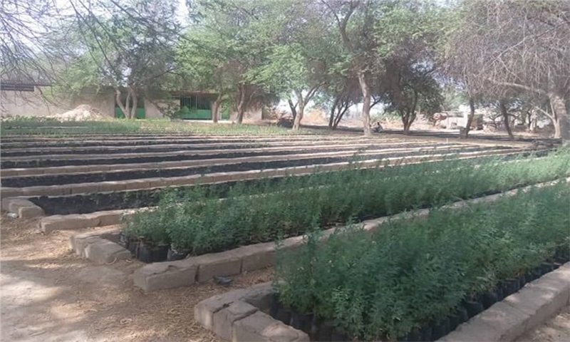 تولید بیش از ۴۰۰ هزار اصله نهال در سیستان و بلوچستان