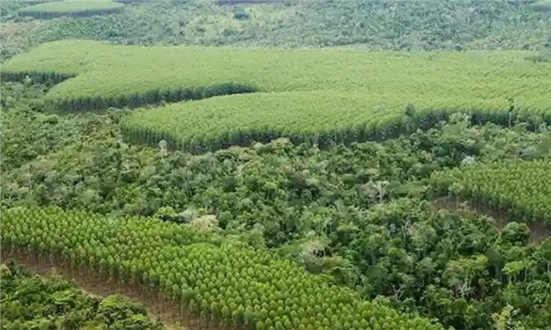 Veracel Leads Forest Restoration Effort in Brazil