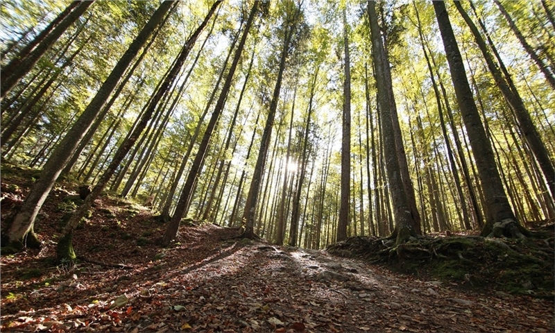 FPAC and AF&PA criticize latest EU deforestation rules