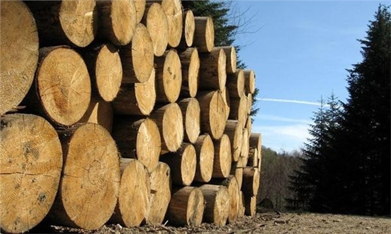 Softwood Lumber – Tariffs, Turbulence, and New Trade Flows