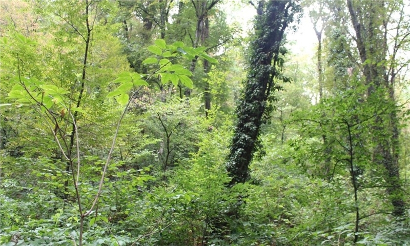 Updated FSC standard for the US approved