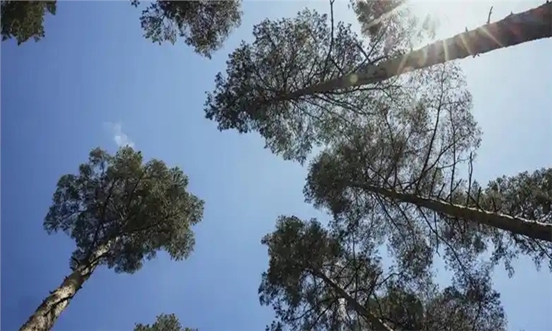 Södra Agrees to Sell Its Stake in Sunpine