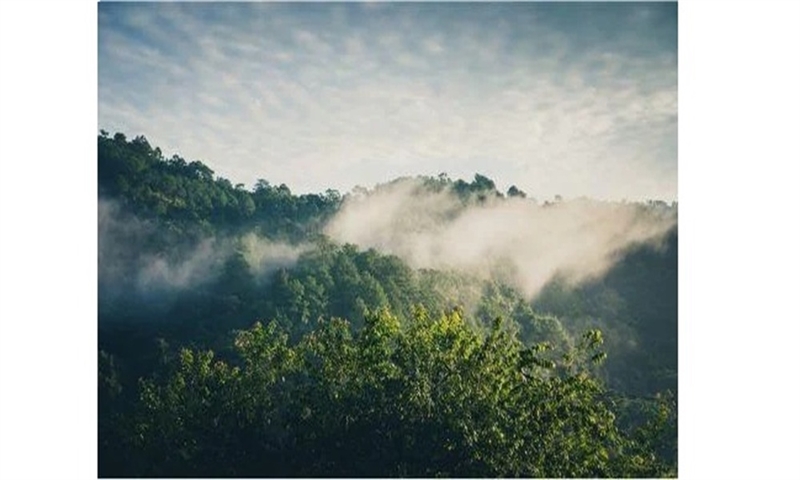 Collaborative solutions for Canada’s Intact Forest Landscapes
