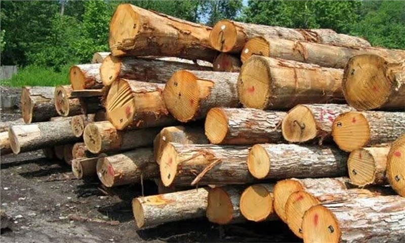 کشف ۲۲ تن چوب قاچاق در آوج