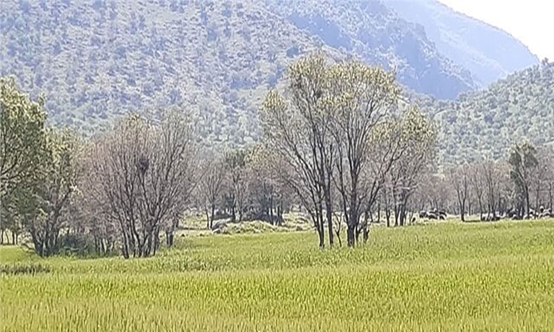 معاونت جنگل‌های زاگرس با مرکزیت لرستان تشکیل شود