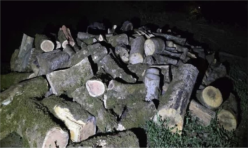 کشف ۳۰ تن چوب جنگلی قاچاق در عباس‌آباد