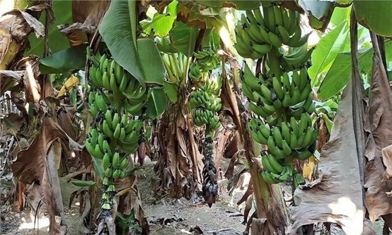 تبدیل تهدید به فرصت با بازیافت ضایعات موز در شهرستان زرآباد