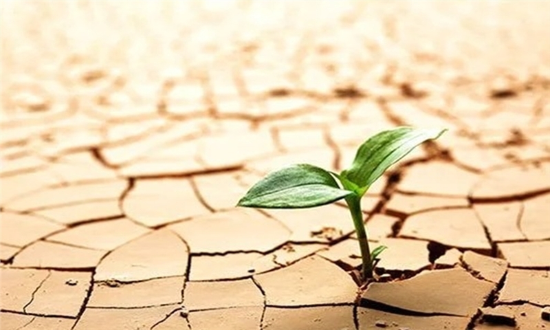 الگوی کشت روی کاغذ؛ بحران آب روی زمین
